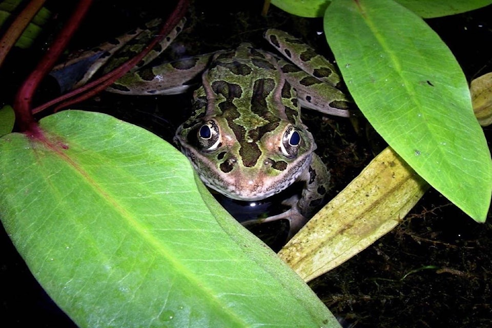 21622159_web1_200528-CAN-colubiaregionprojects-leopardfrog_1