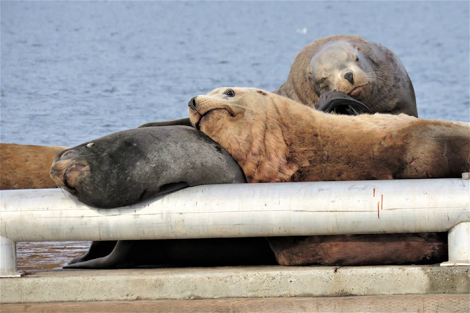 22419090_web1_sea-lion-pile