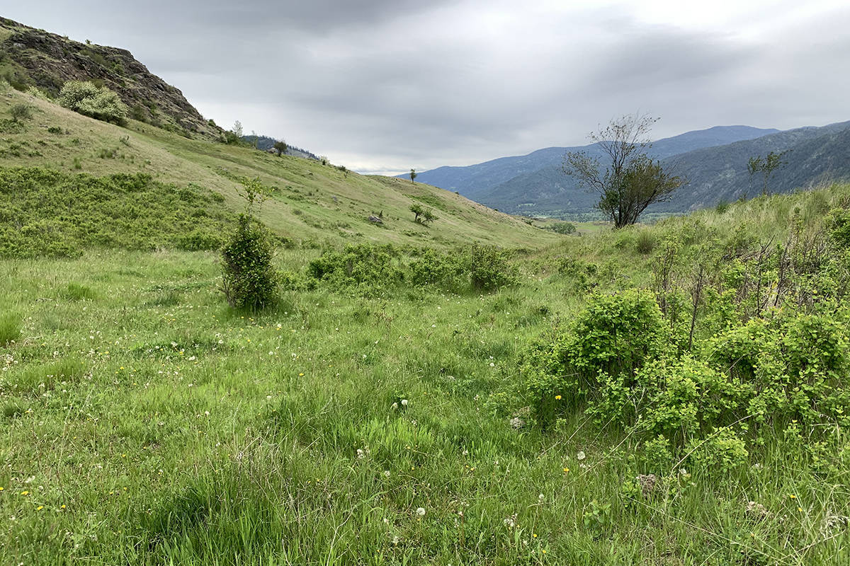 Southern Interior Land Trust adds more land for wildlife conservation with purchase of 86 acres near Grand Forks. Photo: SILT
