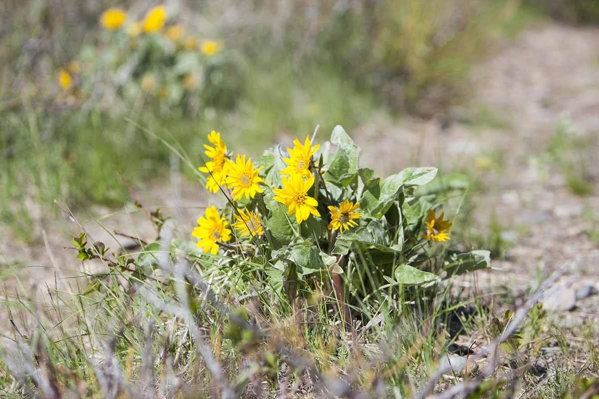 24933117_web1_210422-CDT-Balsamroot--3_1