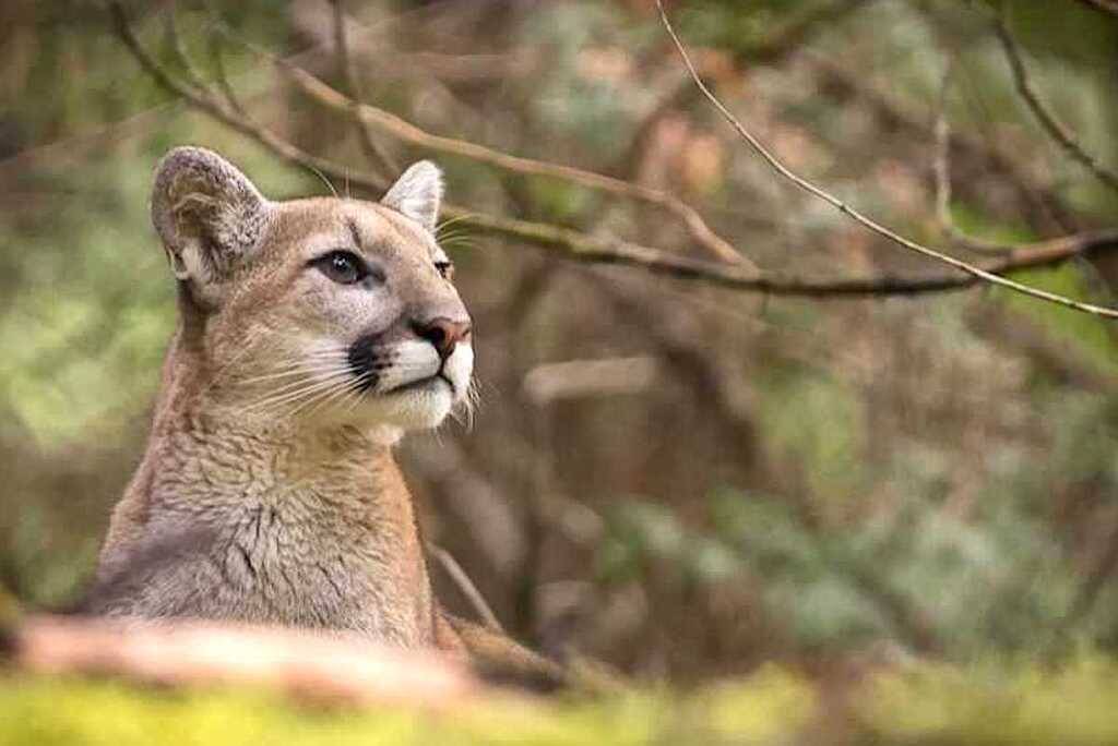 24999838_web1_210506-KWS-CougarPicture_2