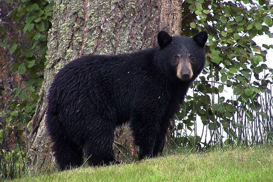 25063182_web1_210506-CVA-wildsafebc-bears_1