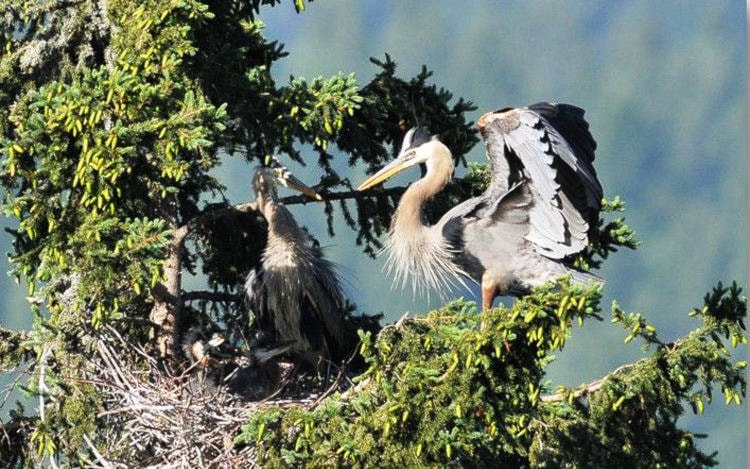 25985278_web1_210803-KDB-HERONS-KIMB_1