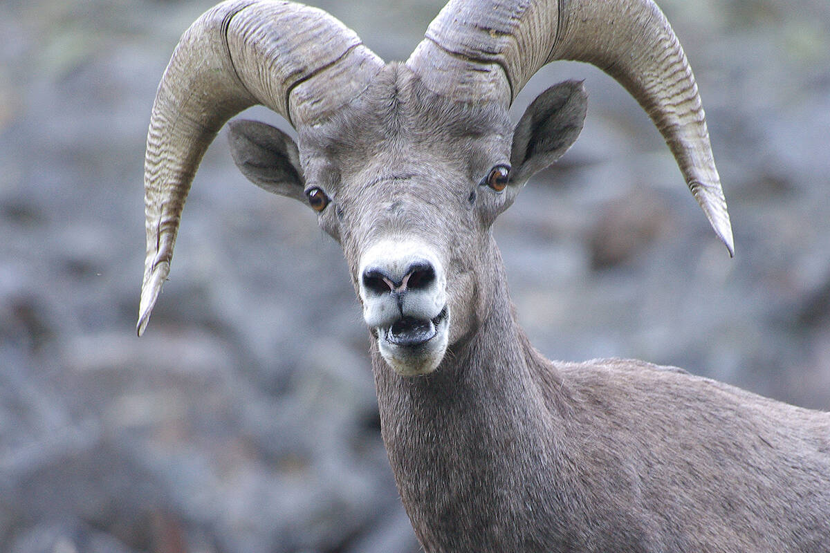 Bighorn sheep, like this ram, are prized among hunters and photographers for their majestic headgear. Photo: Chris Hammett