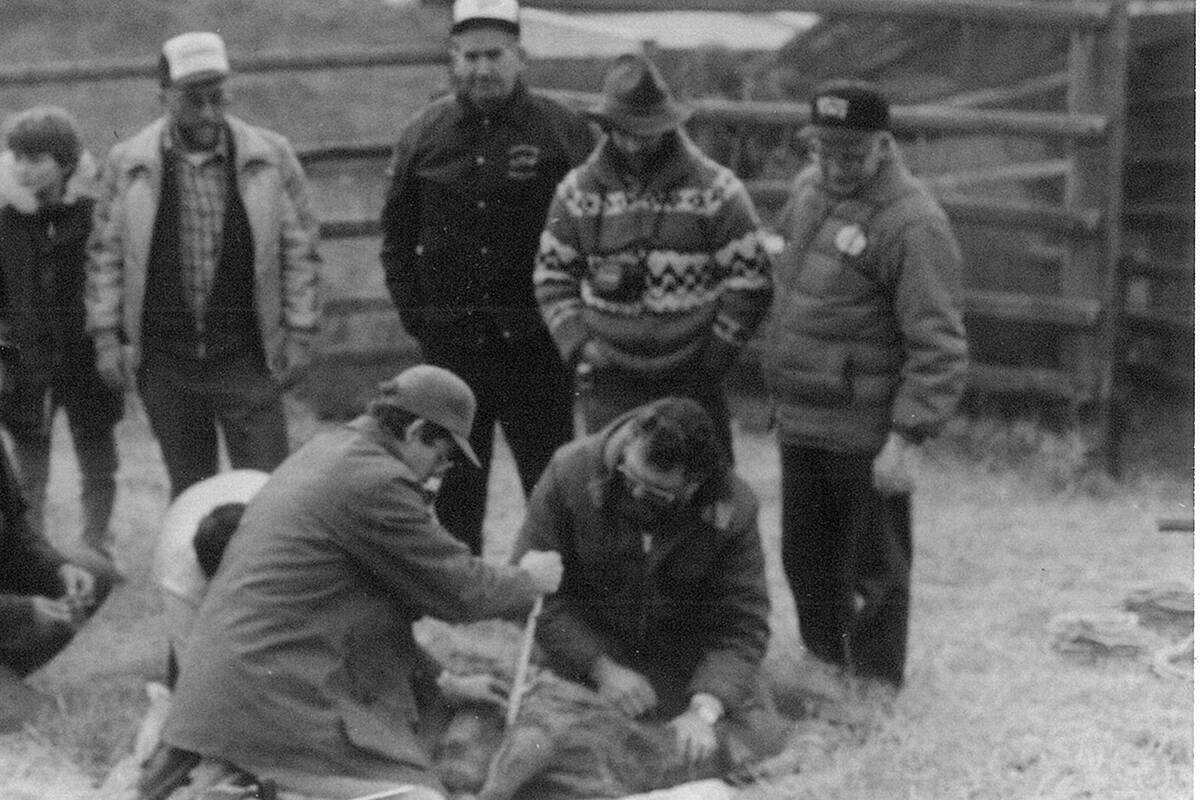 Wildlife biologist Al Peatt (front left) examines a tranquilized bighorn sheep at the Circle Corral, south of Okanagan Falls in March 1985, shortly before a sheep herd was reintroduced to the Grand Forks area. Barry Brandow, Jr. is pictured in the back left. Photo courtesy of Barry Brandow, Sr.
