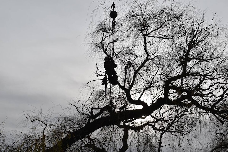 Tree is taken down at Mushroom Beach. (Cole Schisler/ Black Press Media)