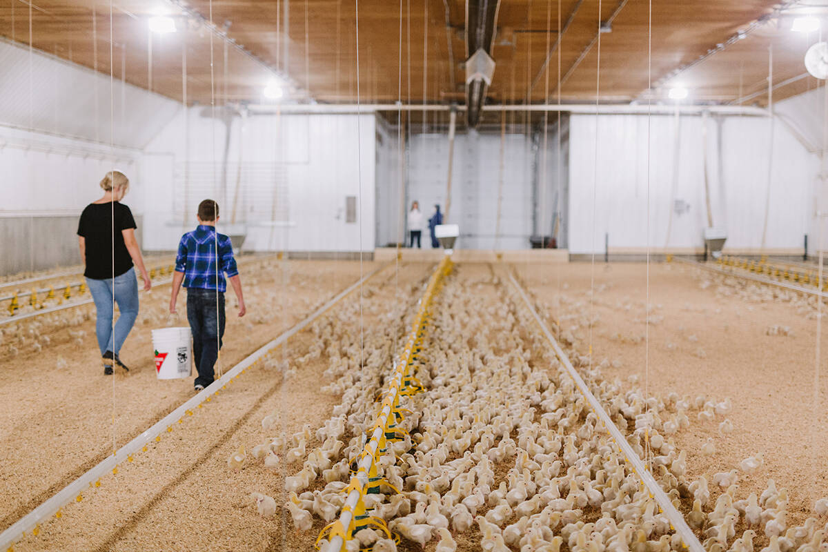 Sixty years after the founding of the B.C. Chicken Marketing Board, 308 broiler chicken growers are registered in B.C., contributing 14,353 total jobs and $1.1 billion to Canadas GDP.