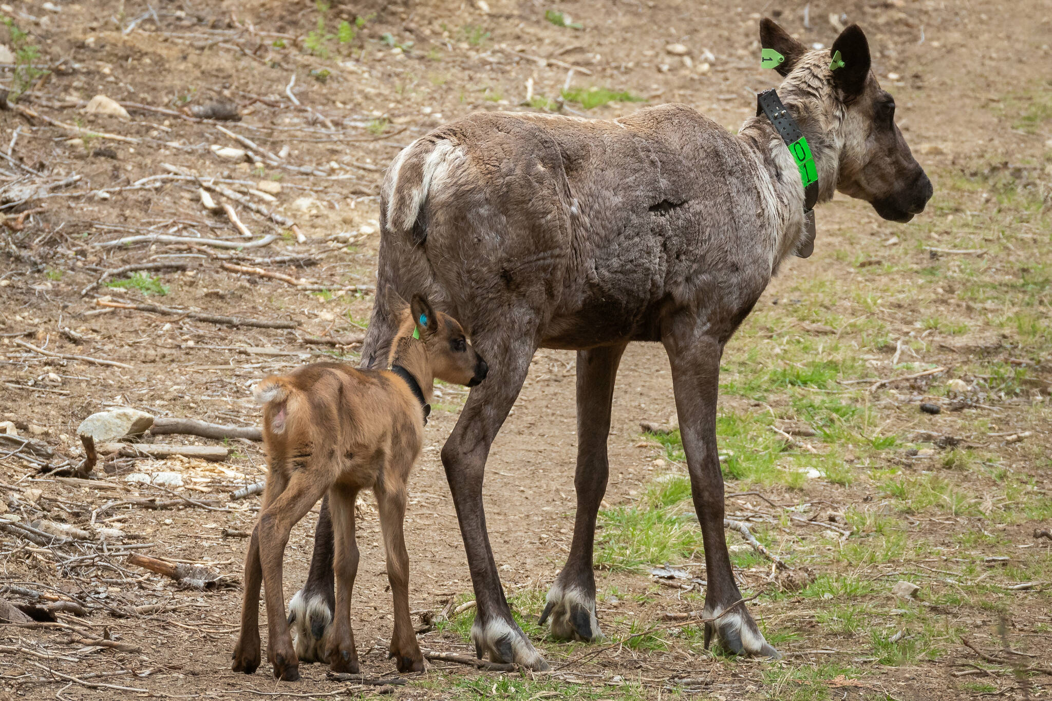 First caribou calf born in Arrow Lakes maternity pen - Rossland News