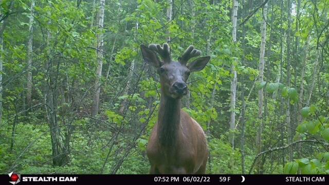 Trail cams set up last month where the old fence used to run have already captured ungulates, like this bull elk, moving through the area unimpeded. The cameras also picked up white-tailed deer and black bear. Photo: TWA