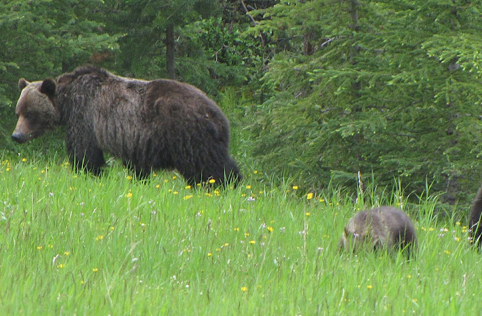 30983242_web1_Grizzlymumcubs-wiki-commons-10