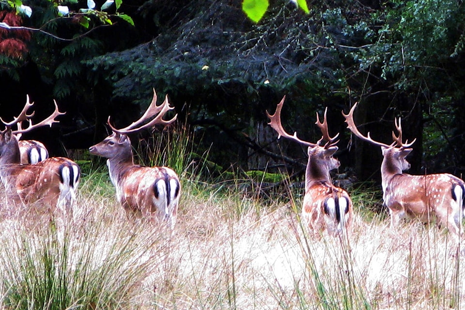 32073051_web1_copy_210519-PNR-EthicsOfKillingAnimals-Deer_1