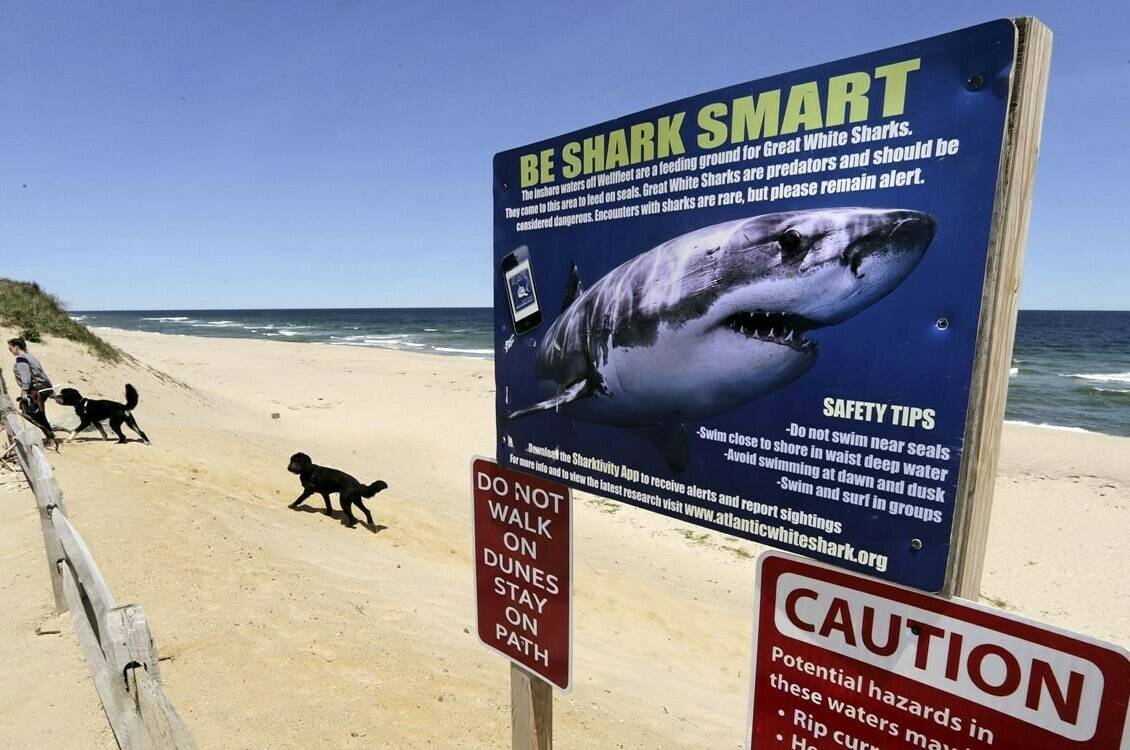 Recent shark attacks are worrying beach-goers in Florida, Hawaii