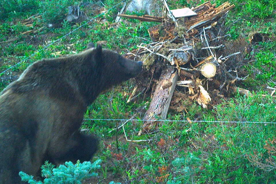 This trail camera shows the success of the lure scents for drawing bears into the counting zone. (Photo submitted)