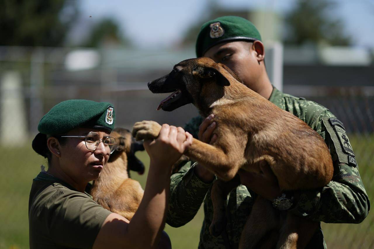 Mexico s rescue and drug sniffing dogs start out at army puppy