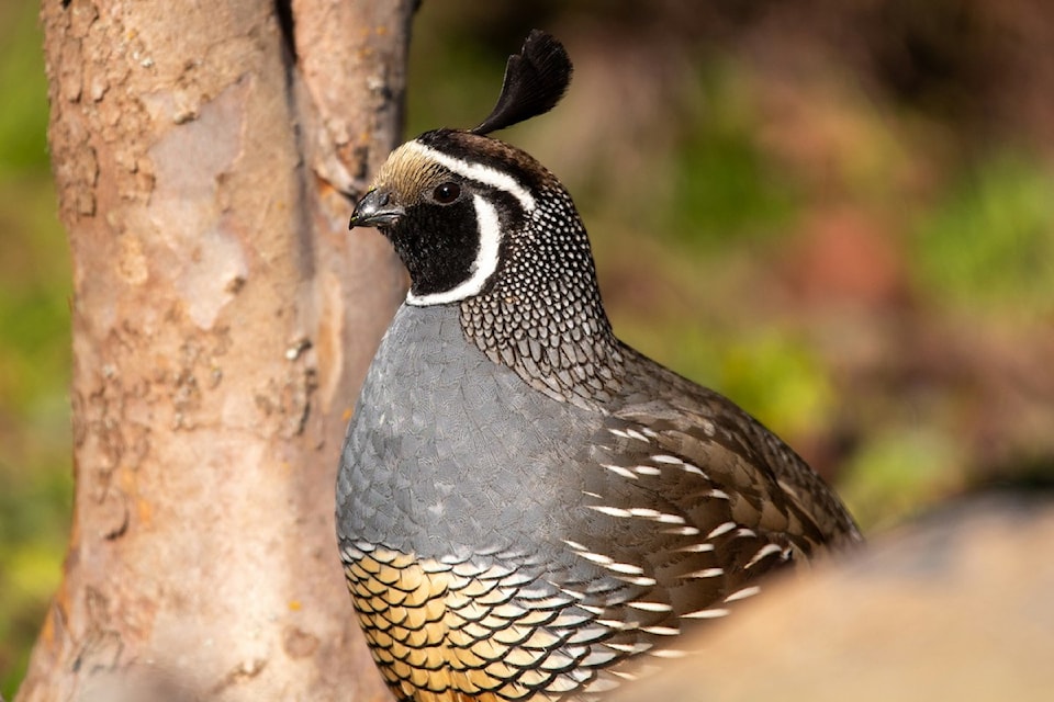 240815california-quail