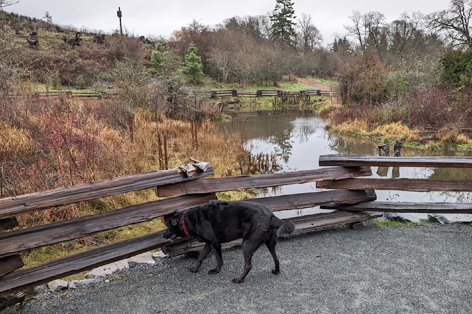 Dog owners across the CRD worry about the dangers of spear grass, something local officials expect is never ending.