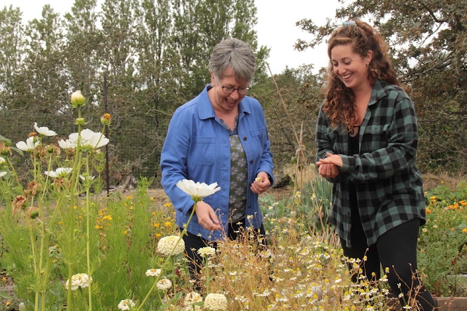 Dinah Johnston and Jennifer Cliche (left) pick chamomile in the Saanich backyard garden Johnston shares with six others. 