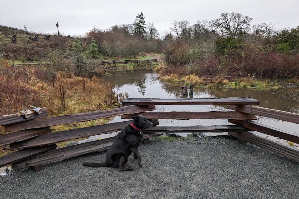 Getting out in nature is a key element to stress reduction, says a Camosun counsellor. 