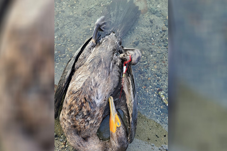 Tani West and her daughter found the dead cormorant tangled in fishing line at Elk Lake on Nov. 27.