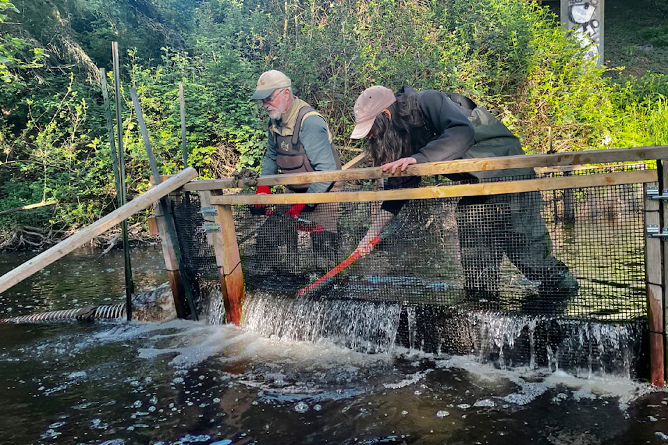 Rick Morrison and Lori Tosczak clean the fence on the Colquitz (done once a day) that diverts fish into the trap to be counted.