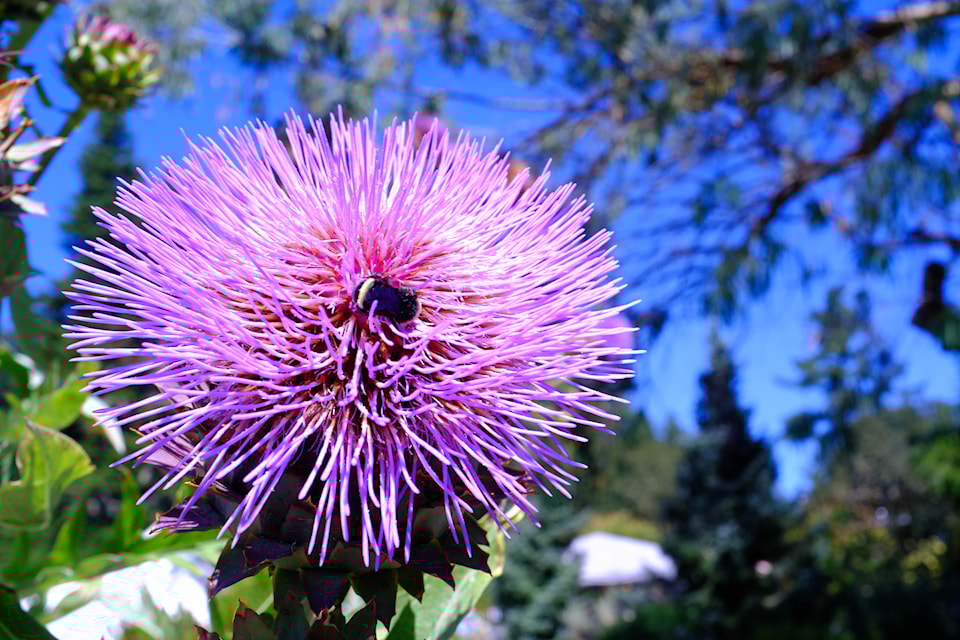 A bumblebee works hard collecting pollen from this blooming artichoke.