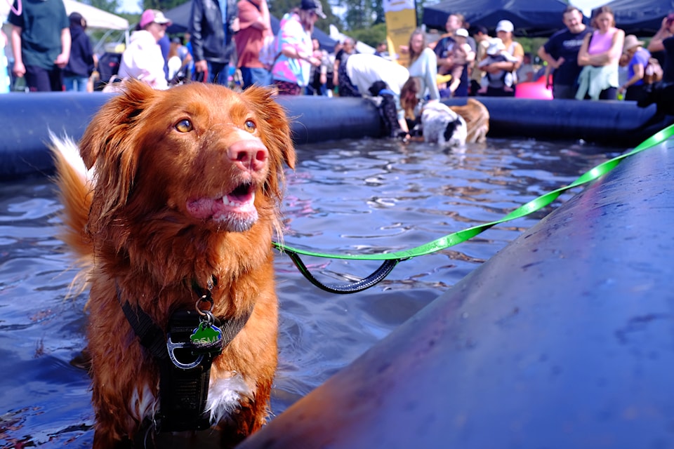 Remi loved splashing around during the 13th Day of the Dog on Aug. 17, 2025.