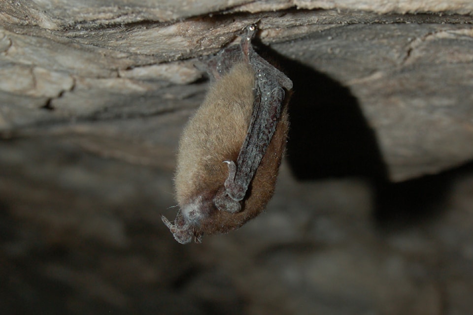 White-nose syndrome is caused by a fungus that covers the skin and wings of bats while they are hibernating. Reporting any winter sightings or dead bats helps researchers monitor and learn about bats.