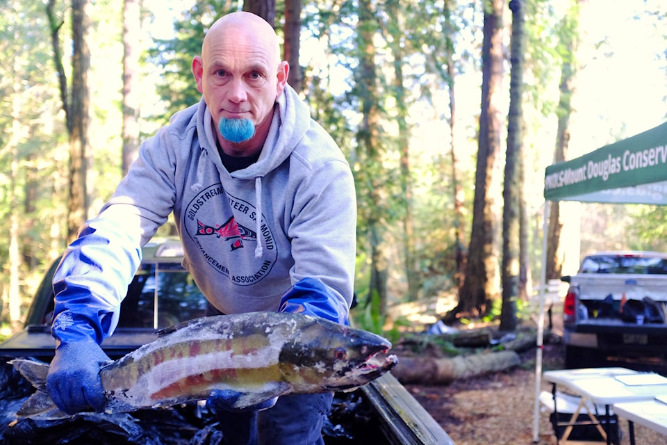 A Goldstream Hatchery volunteer holds one of over 100 frozen salmon carcasses set to be tossed into Saanich's Douglas Creek.