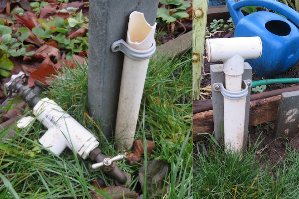 Only four taps, on two standpipes, remain after someone swiped 56 to 60 others from a Saanich community garden.