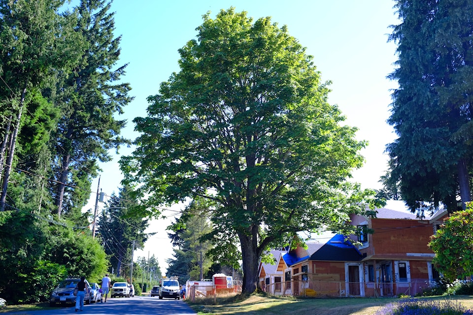 2-tree
