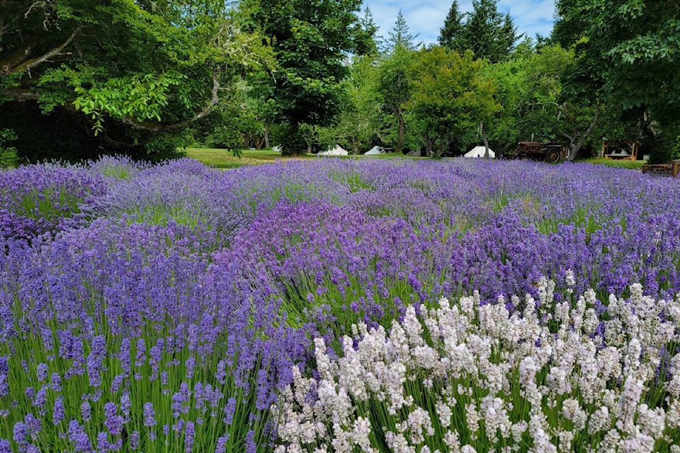 lavender-farm