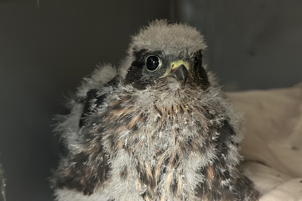One of two young merlins who recently spent some time with folks at the Wild Animal Rehabilitation Centre in Metchosin.