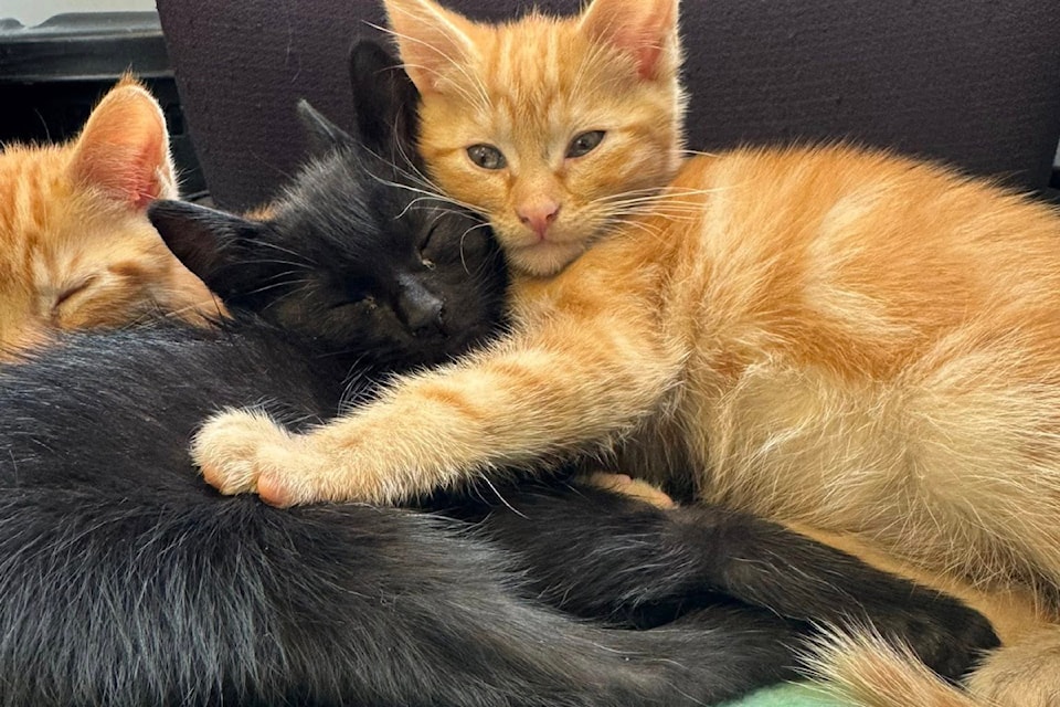 The CRD Animal Shelter has five sibling kittens, of diverse natures, ready for adoption.