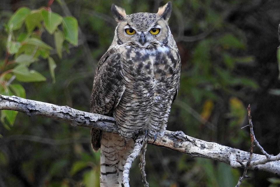 greathornedowlphoto