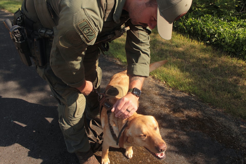 Maizi, with handler Const. Glenn Foley, is on the beat with Greater Victoria's Integrated Canine Service after finishing explosives detection school.