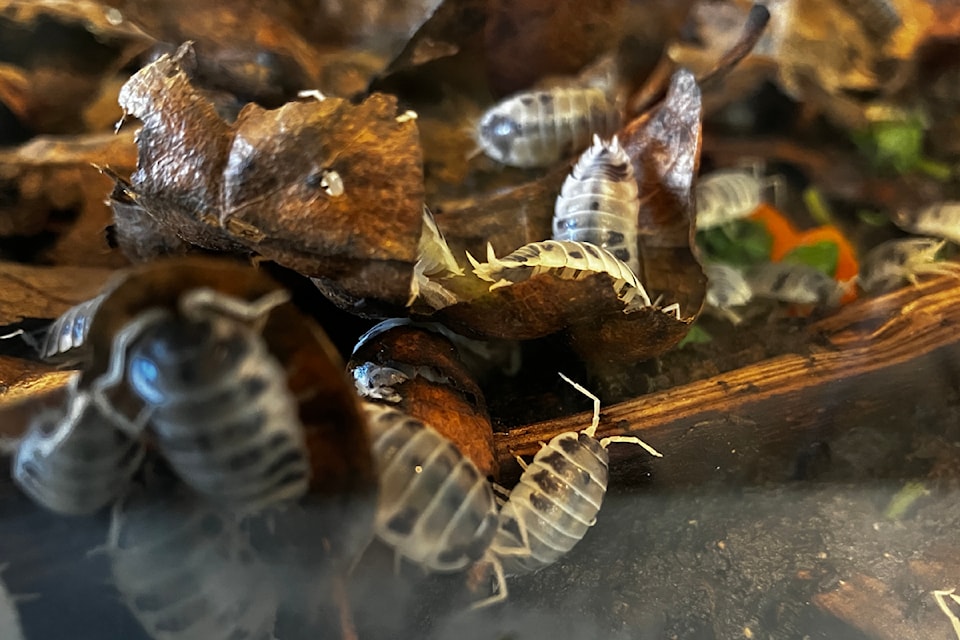 Isopods of all colours, including these dairy cow version, are among the things people can legally keep, visitors to Swan Lake Nature Sanctuary in Saanich learned.