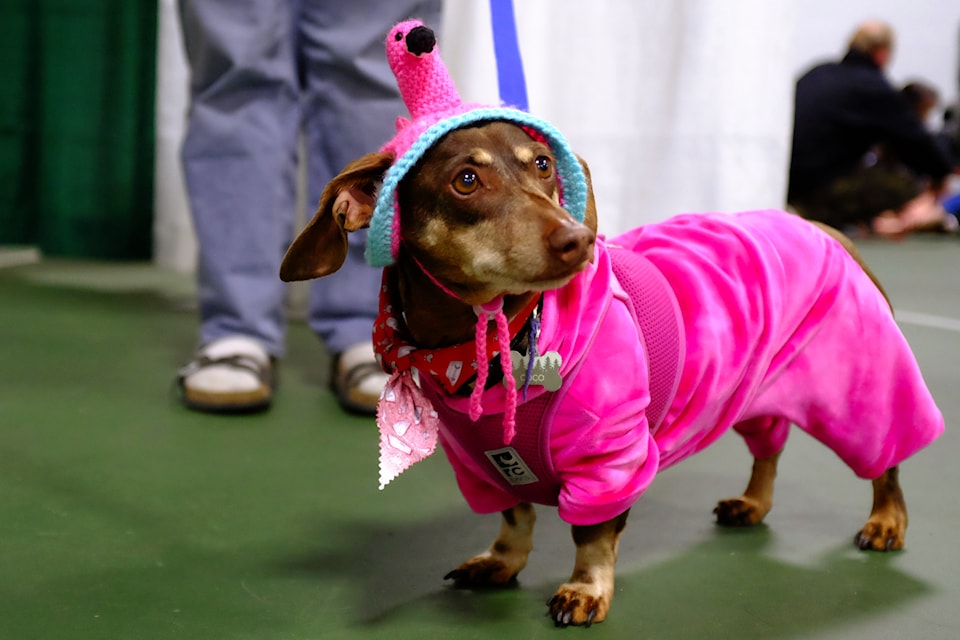 Coco, 11, was considered by many to be the best-dressed racer at this year's Wiener Race at the Victoria Pet Expo.