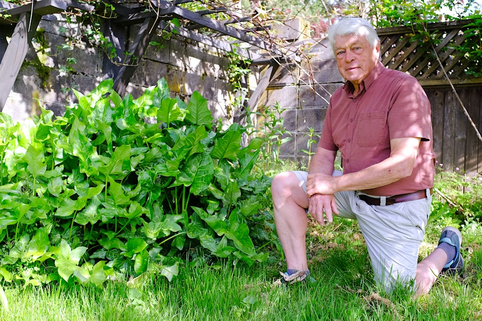 Saanich resident and gardening enthusiast Terry Smollett kneels next to an Italian arum – a non-native and invasive toxic plant first reported in Saanich five years ago. 