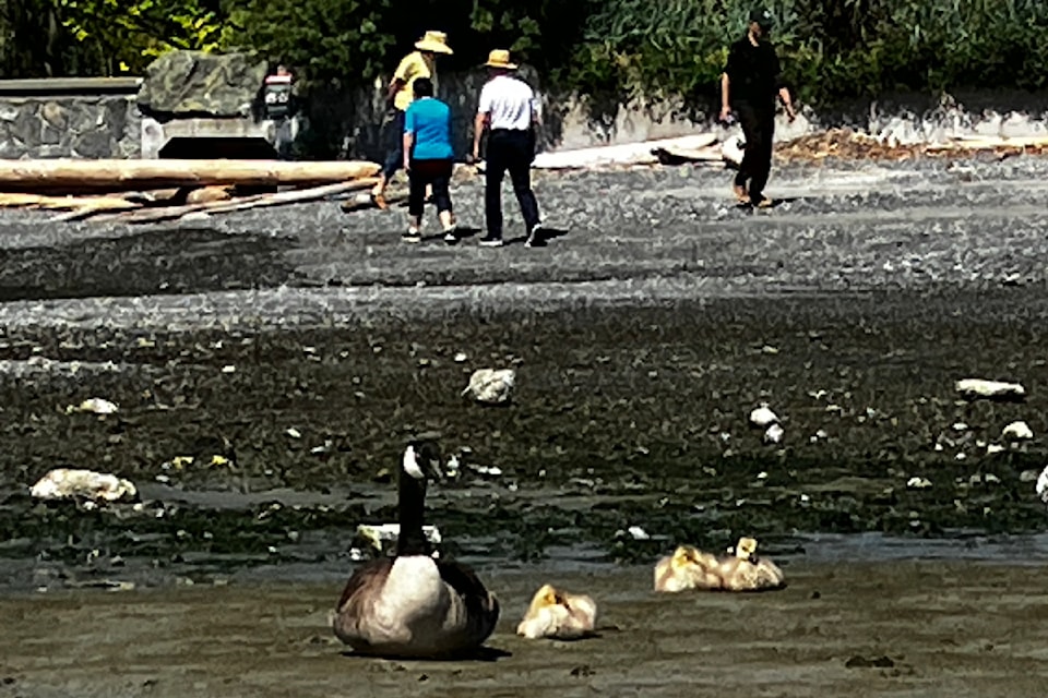 Goslings hang about with a presumed parent on the beach of Cadboro Bay in Saanich.