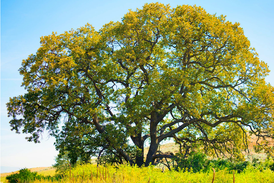 garry-oak