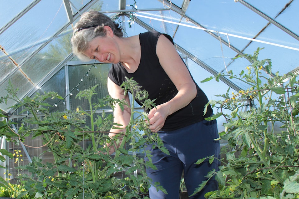 Erin Prescott trims the tomatoes in her Saanich garden, where bonus produce is donated to the Shelbourne Community Kitchen through its Grow a Row program.