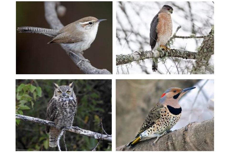 saanich-bird
