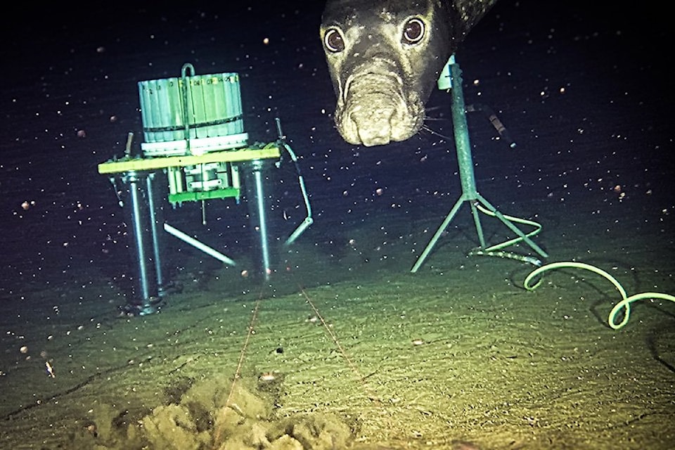 A northern elephant seal recorded by Ocean Networks Canada's NETPUNE cable observatory at Barkley Canyon off Vancouver Island. 