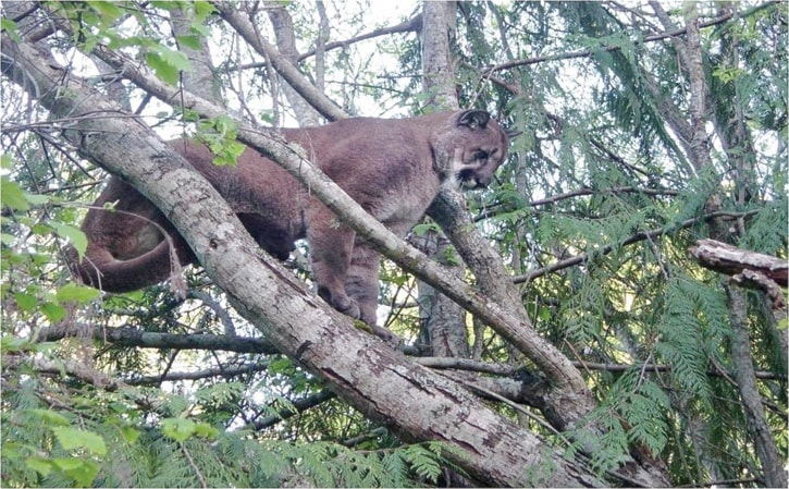 45159goldstreamCougarMetchosin1PJuly0111