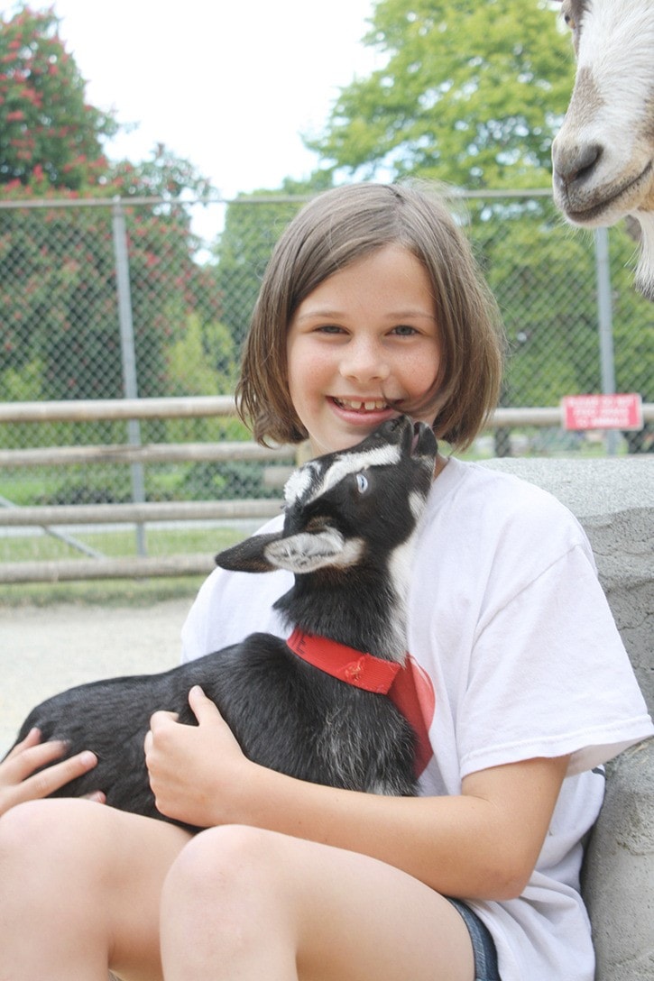 5795saanichMiniGoats3