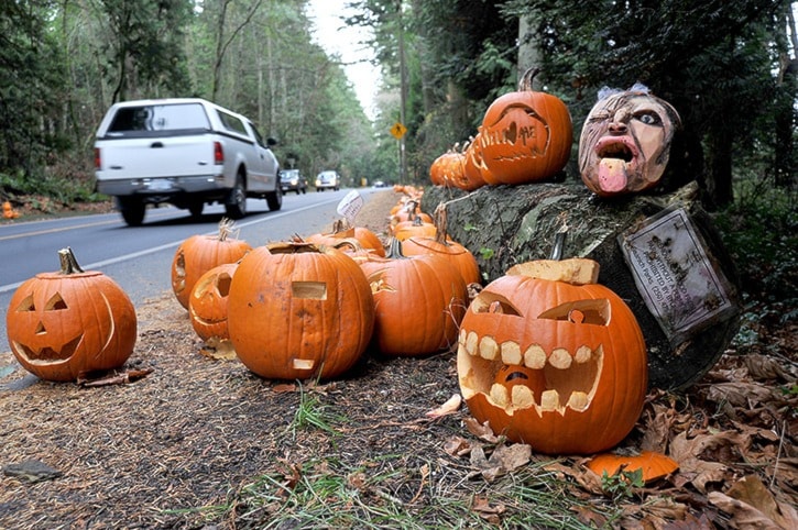 Halloween Pumpkins on Mount Douglas Parkway