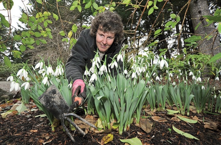 Snowdrops at Hort Centre of the Pacific