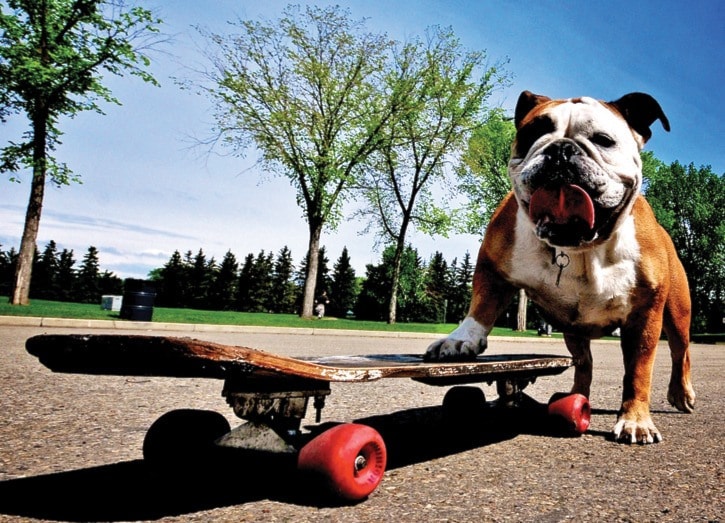 Buttercup the Skateboarding/Snowboarding English Bulldog