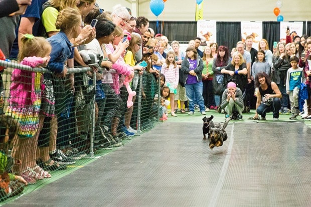 Jacob Zinn/News Staff - The Wiener Dog Races were a highlight of