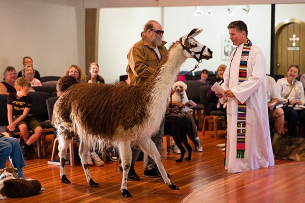 Jacob Zinn/News Staff - Edmund, a llama from Rose-N-Sun Farm in
